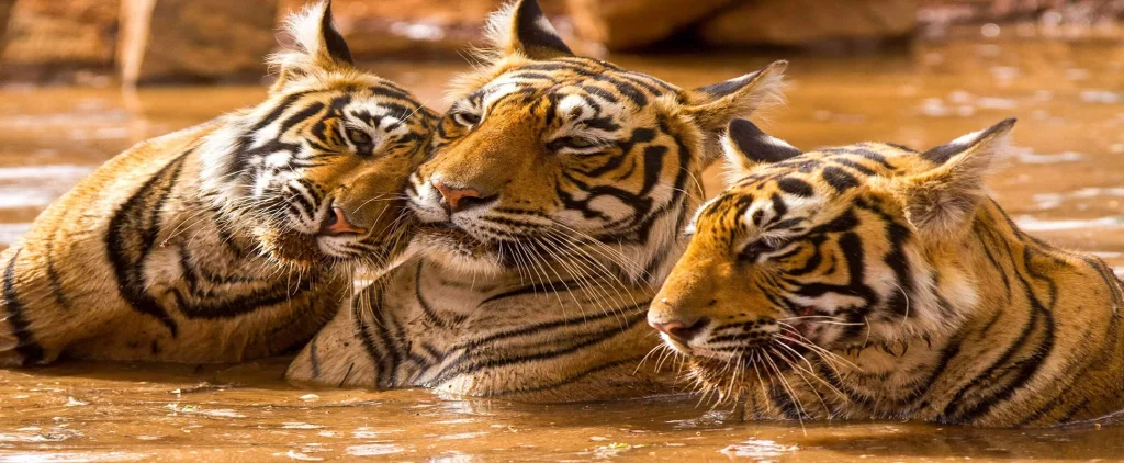 Luxury India Tour with SUJÁN Hotels 1 ranthambore national park tiger safari