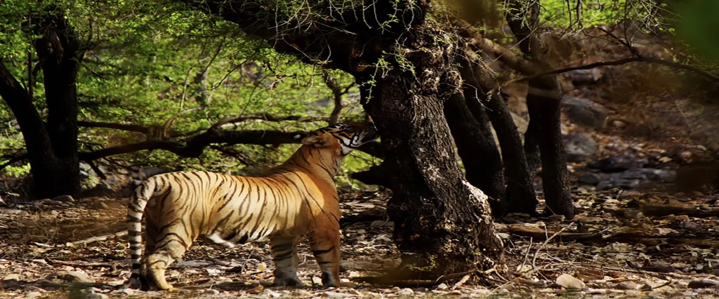 Luxury Rajasthan Tour with Tigers 1 tiger in ranthambore national park