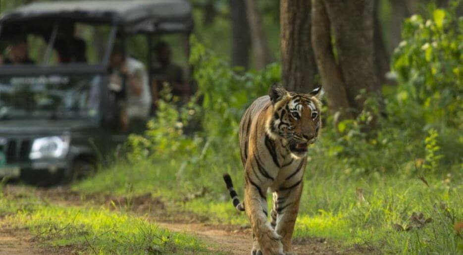 Nomad Tours - Buy Air Ticket Book Darshana 27 Bandipur Safari Lodge1